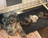 Cockapoo