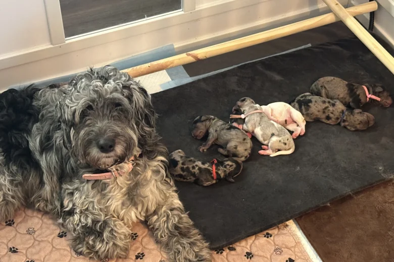 Cockapoo