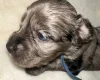 Cockapoo