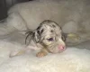 Cockapoo