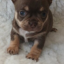 Chihuahua