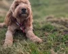 Goldendoodle