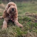 Goldendoodle