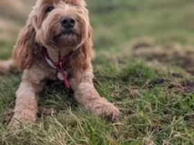Goldendoodle