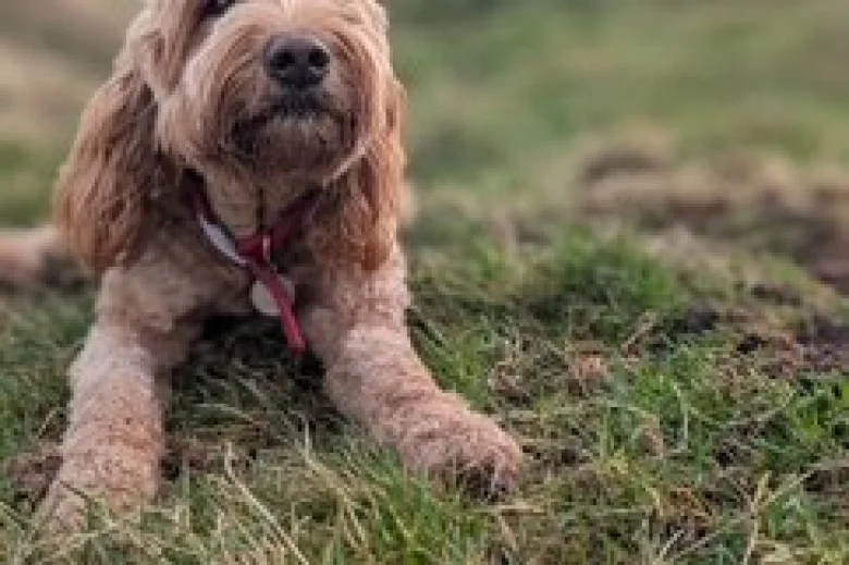 Goldendoodle