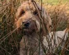 Goldendoodle