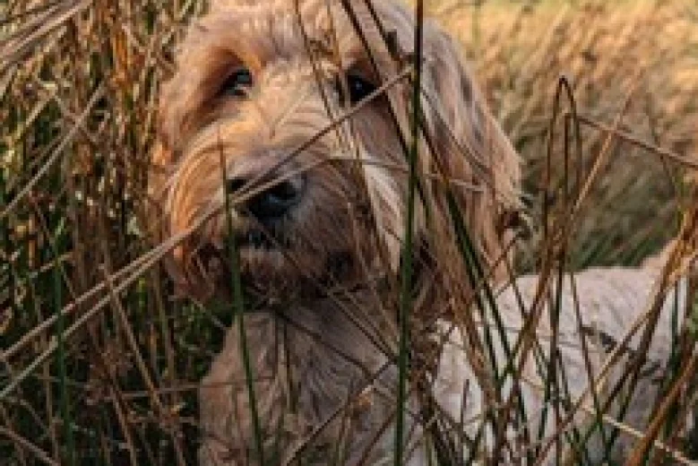 Goldendoodle