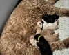 Goldendoodle