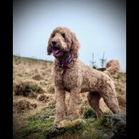 Goldendoodle