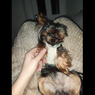 Yorkshire Terrier