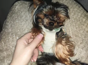 Yorkshire Terrier