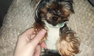 Yorkshire Terrier