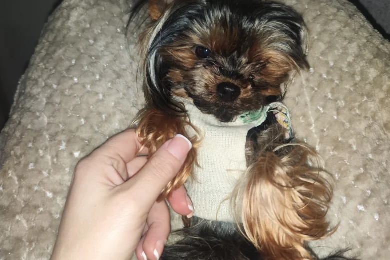 Yorkshire Terrier