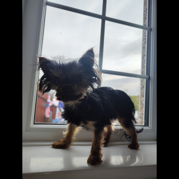 Yorkshire Terrier