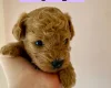 Poochon