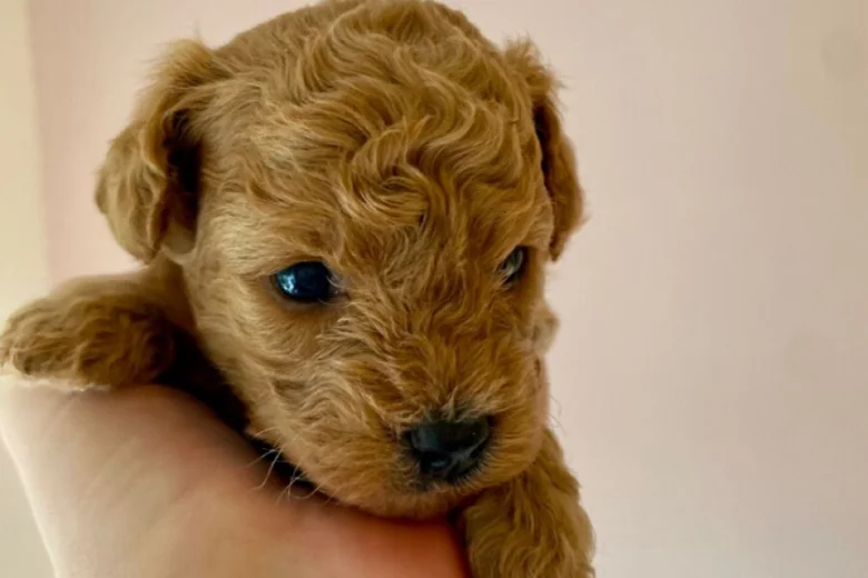 Poochon