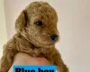 Poochon