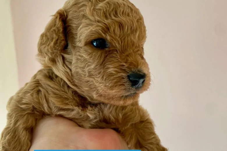 Poochon