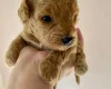 Poochon