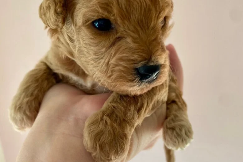 Poochon