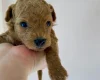 Poochon