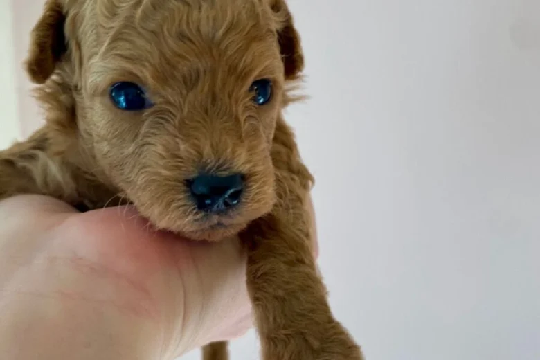 Poochon