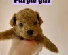 Poochon