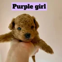 Poochon