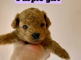 Poochon