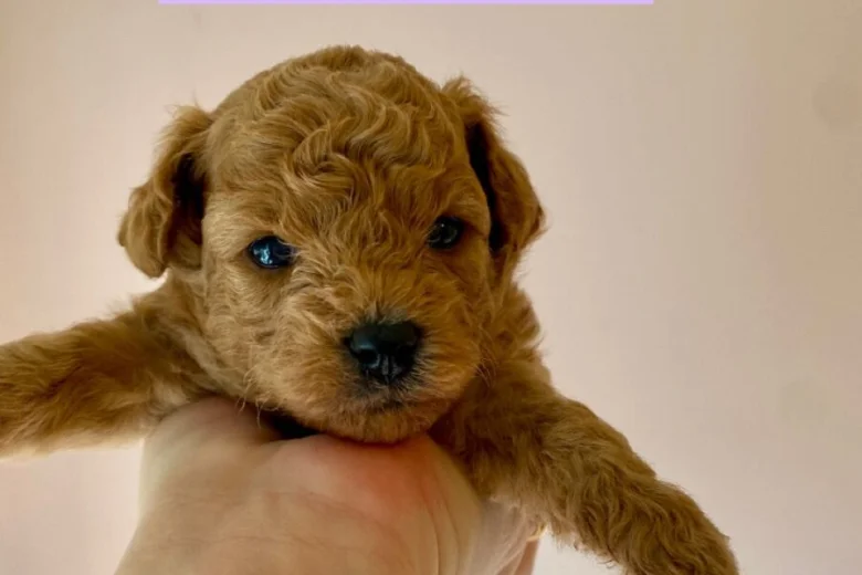 Poochon