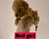 Poochon