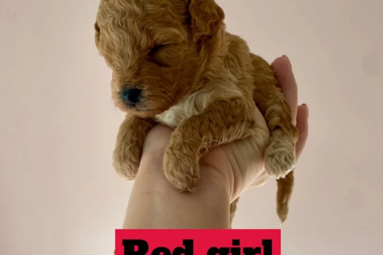 Poochon
