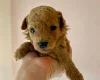 Poochon