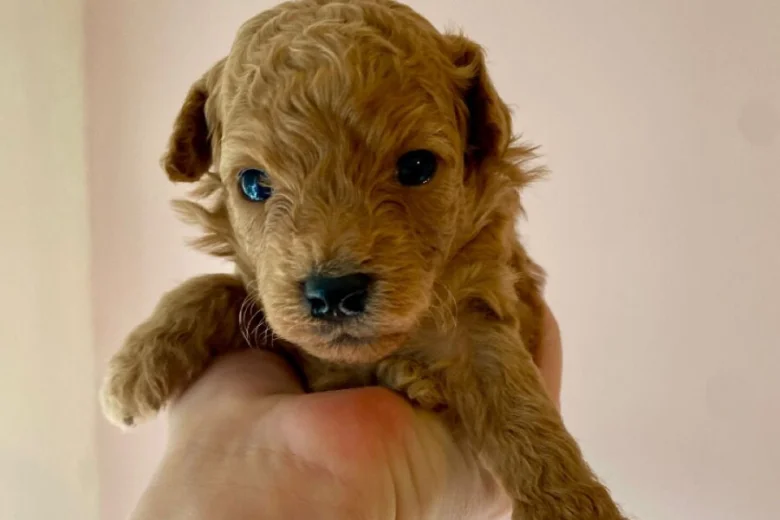 Poochon