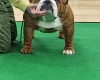 English Bulldog