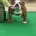 English Bulldog