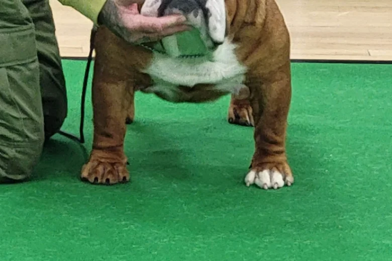 English Bulldog