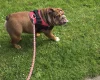 English Bulldog