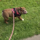 English Bulldog
