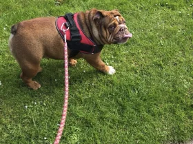 English Bulldog