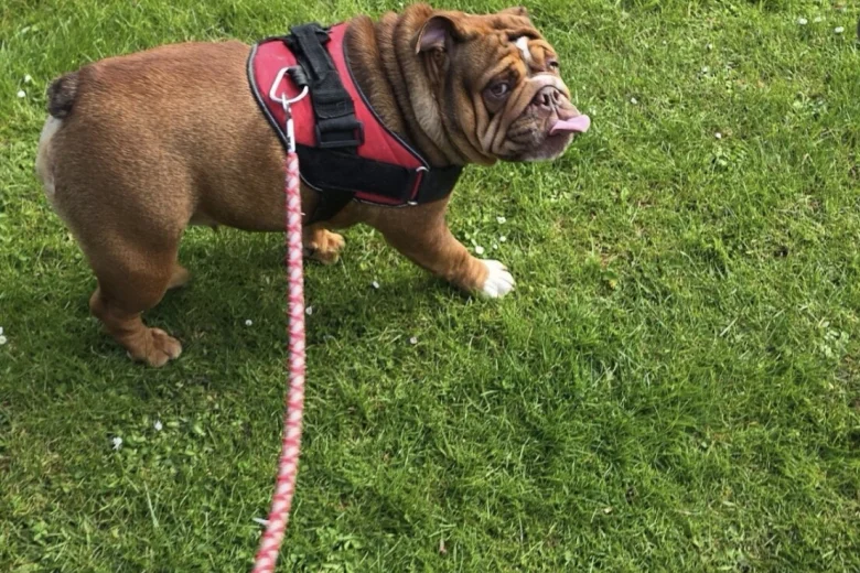 English Bulldog