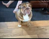 English Bulldog