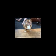English Bulldog