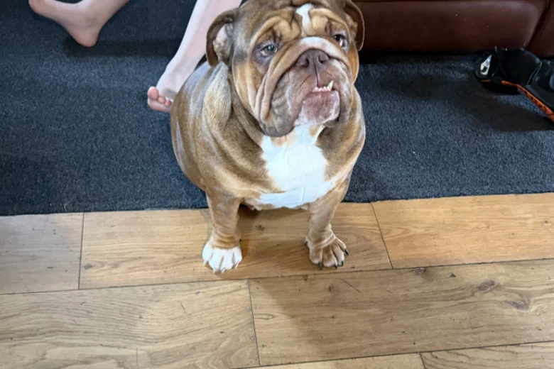 English Bulldog