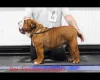 English Bulldog