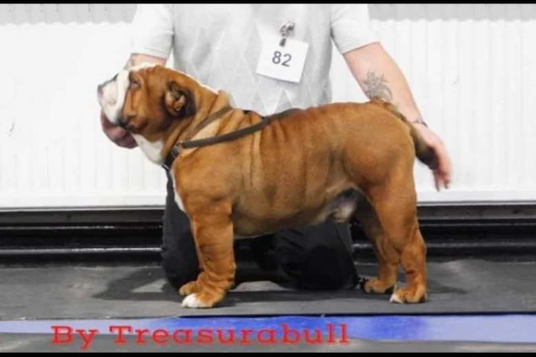 English Bulldog