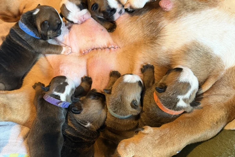 English Bulldog