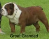 English Bulldog