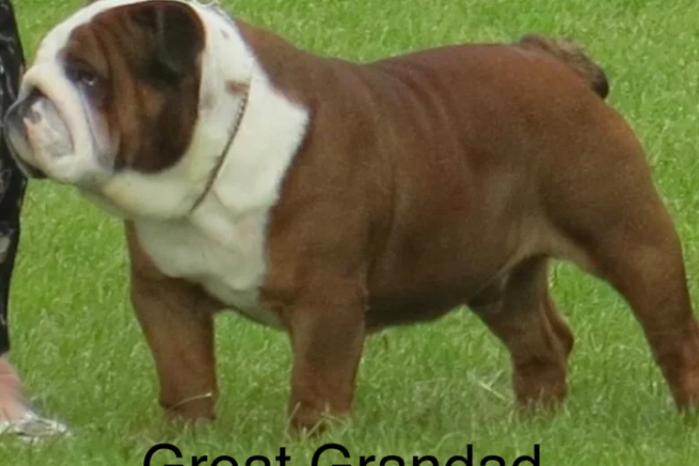 English Bulldog