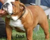 English Bulldog